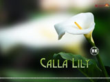 Calla Lilly Wallpaper
